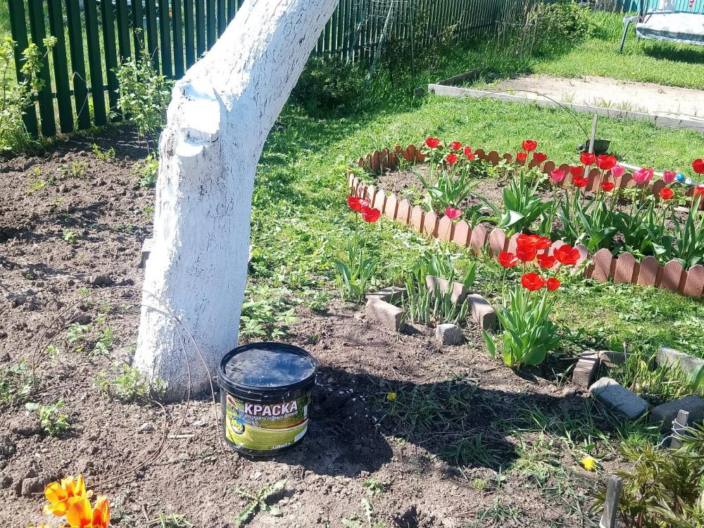 Можно ли красить плодовые деревья акриловой краской